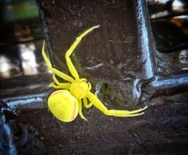 На Закарпатті помітили яскравого павука-бокохода (фото)