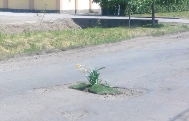 Курйоз дня: Ями на дорогах Виноградова засаджують квітами (ФОТО)