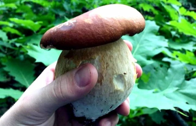 Весняний сезон грибів на Закарпатті – у розпалі: місцеві хизуються знайденим у лісі (ФОТО)