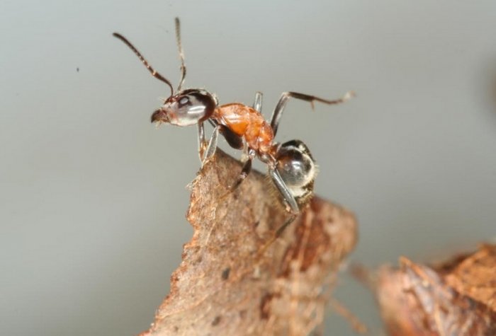 На Закарпатті цих мініатюрних комах не знаходили більше 50 років!