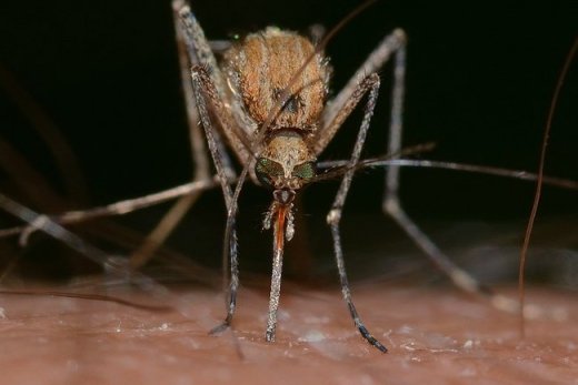 Кілька ароматів, які відлякають всіх комарів від вашого будинку