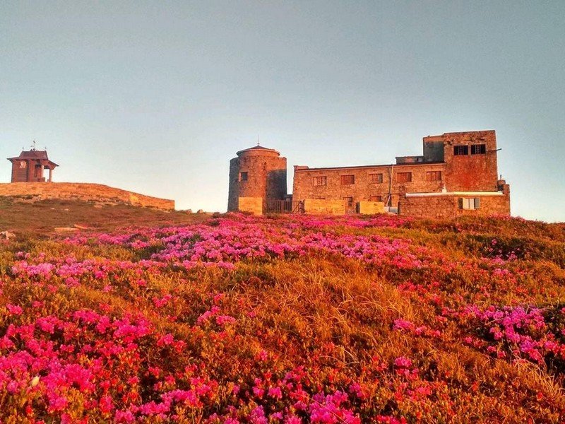 Гора Піп Іван вкрилася рожевим цвітом