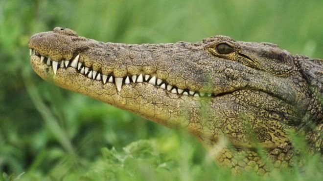 У Ефіопії крокодил вбив пастора під час хрещення