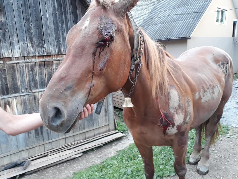 У Чорній Тисі на Рахівщині п'яний екс-помічник лісничого тягав прив'язаного до УАЗу коня по асфальту (ФОТО)