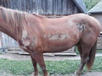 Стало відомо, яке покарання «світить» екс-помічнику лісничого за жорстоке знущання над конем у селі на Рахівщині