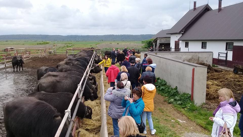 Єдина в Україні ферма, де займаються відродженням закарпатських буйволів, знаходиться на Виноградівщині