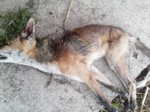 На Закарпатті вбили лисицю, яка понищила курей та качок (ФОТО)