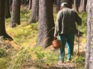 На Тячівщині 80-річний дідусь пішов у ліс по гриби та не повернувся