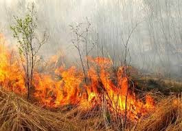 З початку року на Закарпатті сталося 294 пожежі в екосистемах