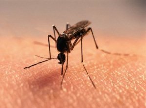 Закарпатцям на замітку: як захиститися від комарів влітку