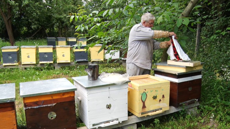 На Закарпатті бджолярі побоюються масового вимирання роїв