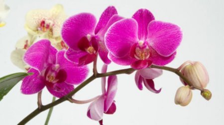 Декілька порад та хитрощів для рясного цвітіння орхідеї