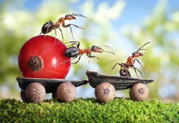 Як швидко позбутись від мурах: 3 простих, але дуже ефективних способи