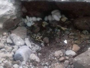 Декілька гнізд з гадюками знайшла родина на власному подвір’ї у селі по той бік Карпат (ФОТО)