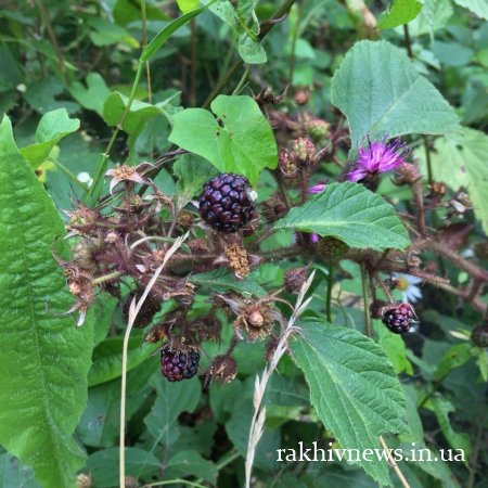 Сила чорної малини: на Закарпатті росте цілюща ягода (фото)