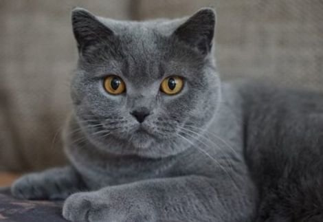 Які хвороби лікують коти?
