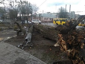 Негода на Львівщині. Дерева впали на будинки та автомобілі (ФОТО)