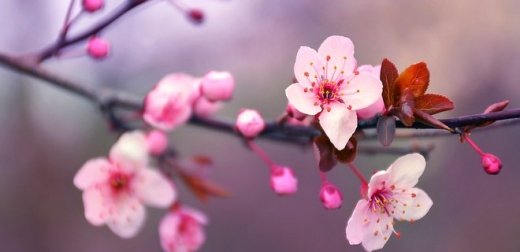 Масове цвітіння сакур: прогнози синоптиків