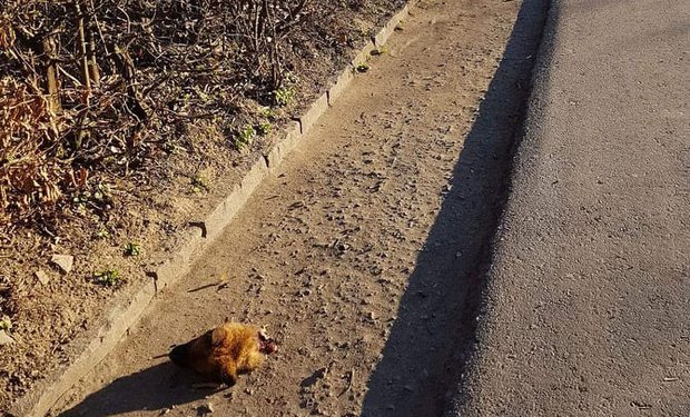 Мукачівські зоозахисники обіцяють 150 доларів винагороди за допомогу у виявленні жорстокого вбивці тварин (ВІДЕО)