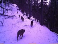 На Рахівщині сіроманці загризли козулю (ФОТО 18+)